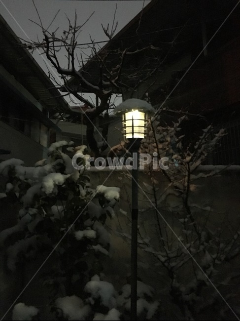nature,자연,전등,눈,나무