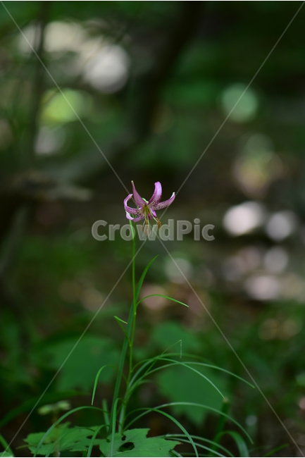 솔나리,야생화,식물,자연,꽃,생태,힐링,플라워,wildflower,flower,plants,nature,season,감성,느낌,emotion,feeling,백합목,백합과,여름,백합속,분홍색,여러해살이풀,식물,자연,plants,nature,꽃,flower