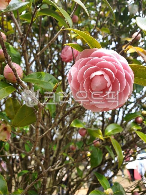 꽃,장미,꽃잎,핑크꽃,절,dahlia,달리아,rose,flower