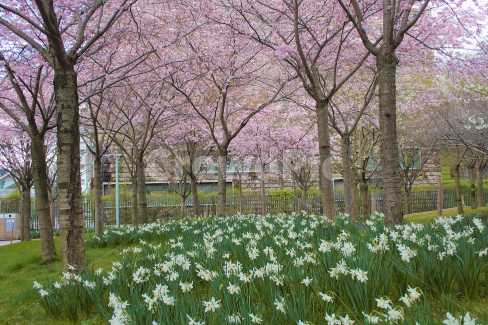 꽃,식물,벚꽃,분홍색,flower