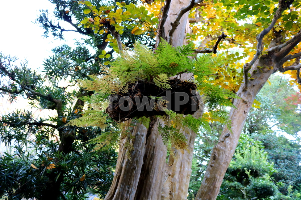 고사리,나물,식물,자연,들풀,풀,원예,관상용,나무,식물,자연,plants,nature
