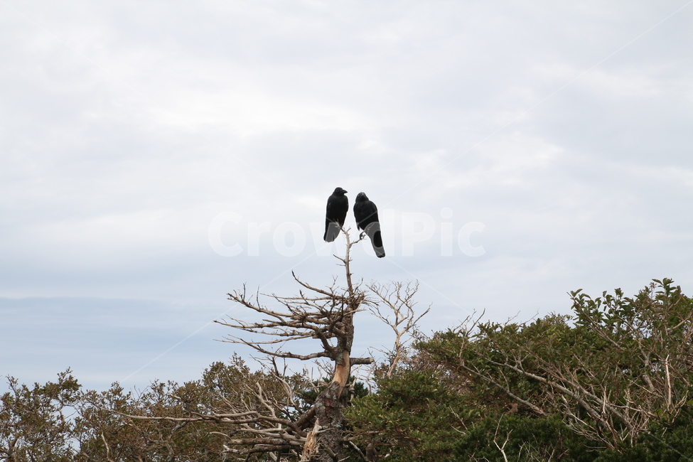 까마귀,동물,자연,새,까만새,동물,animal,조류,새,birds