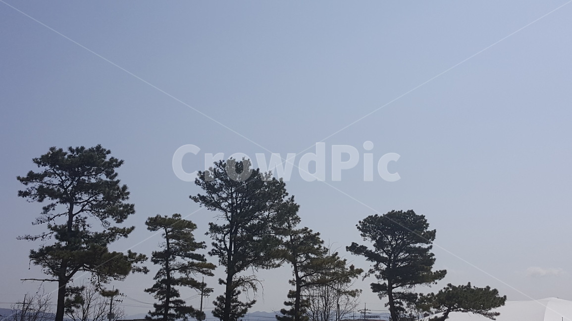자연,나무,하늘,풍경,경치,자연,풍경,nature,landscape,나무,trees,wood,tree,plant,식물,fir,전나무