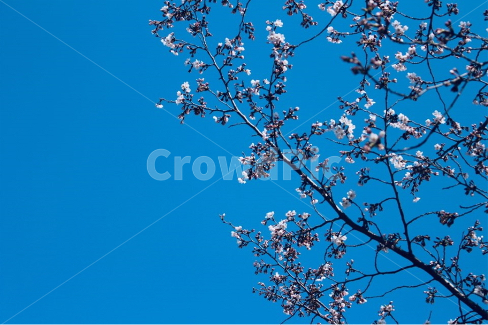 꽃,벚꽃,flower,하늘,파란하늘,cherryblossom,sky