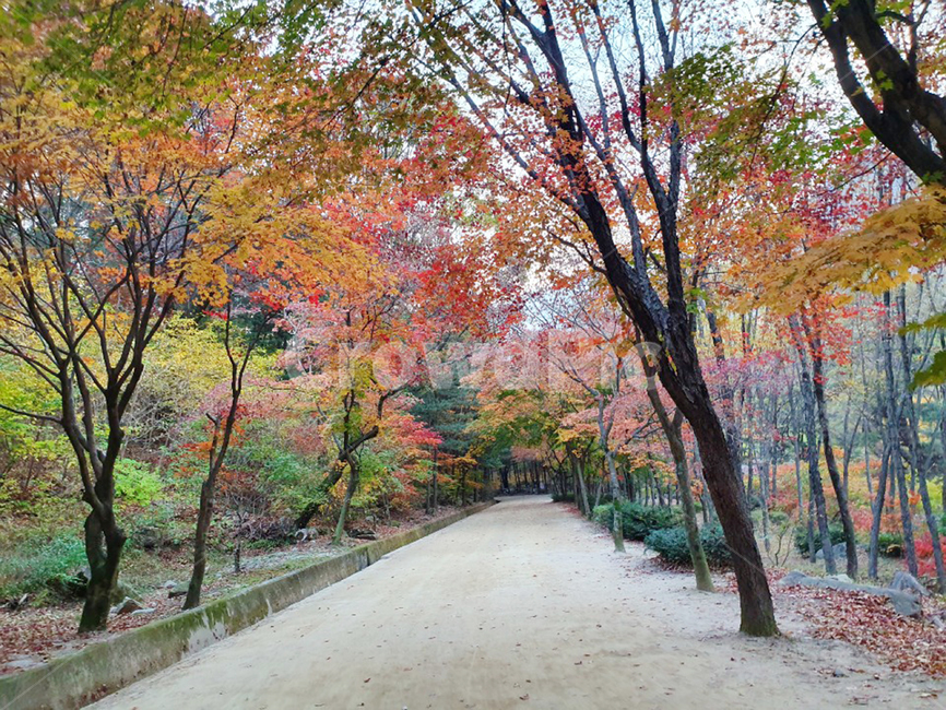 식물,tree,단풍,산책로,가을,단풍잎,나무,길