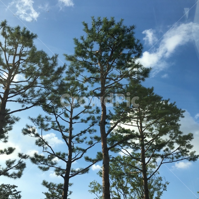 tree,나무,plant,식물,자연,하늘,식물,자연,plants,nature