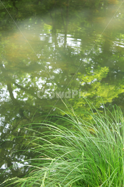 자연,물,grass,풀,물그림자,nature,water,reflection,식물,자연,plants,nature