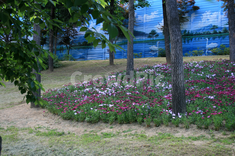 꽃밭,식물,flower,plants,nature,꽃,식물,자연,plants,nature,꽃,flower,나무,trees,wood