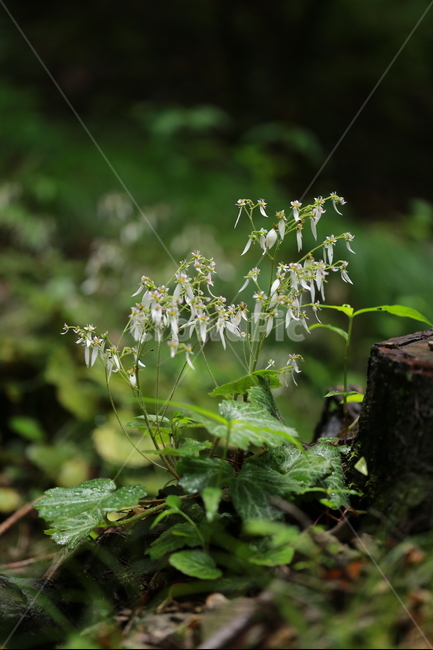 야생화,들꽃,꽃,여름,봄,식물,자연,plants,nature,꽃,flower