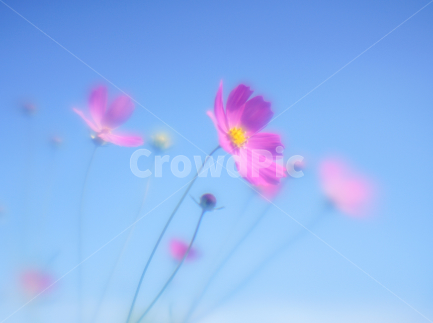 꽃,야생화,코스모스,가을,식물,자연,가을,계절,fall,autumn,season,식물,자연,plants,nature,꽃,flower,plant