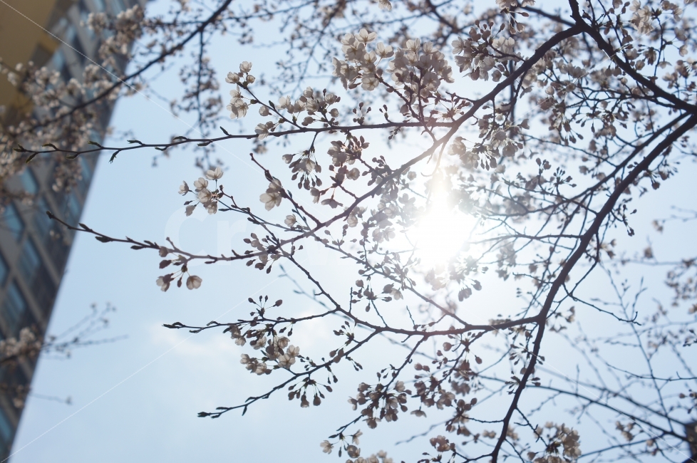 봄,봄꽃,봄풍경,벚꽃,꽃사진,식물,자연,plants,nature,봄,계절,spring,season,꽃,flower,light,빛,flare,플레어
