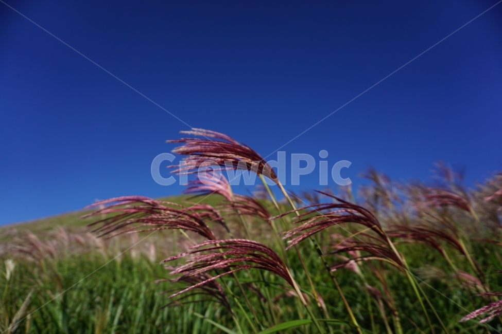 억새,핑크빛억새,제주도,새별오름,국내여행,식물,자연,plants,nature