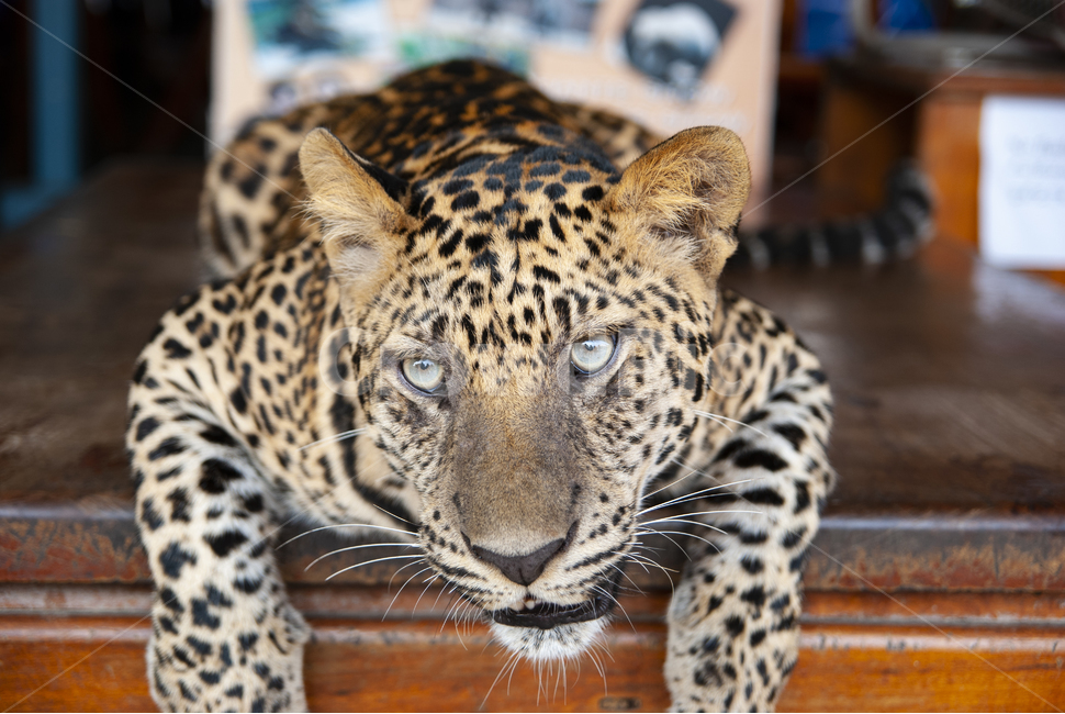 표범,태국,애완,leopard,panther,animal,wildlife,눈