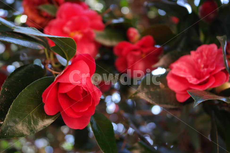 동백,동백꽃,겨울꽃,빨간꽃,꽃,빨강,감성,red,flower,blossom,plant,camellia,식물,식물,자연,plants,nature,꽃,flower