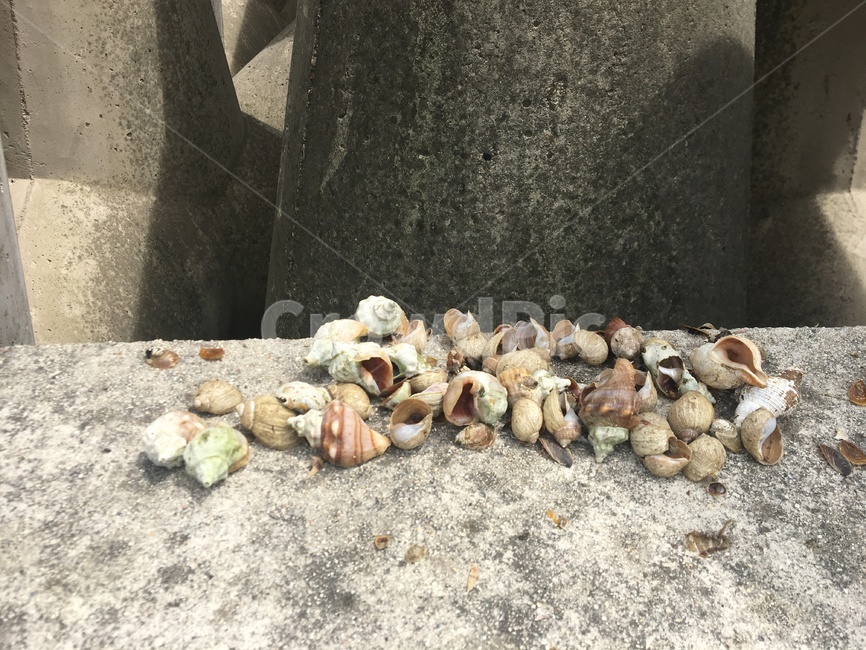 바닷가,동해안,조개껍질,조개,갑각류,조개껍질모음,바다,추억,사물,오브젝트,소라,껍제기,여름,모래,감성