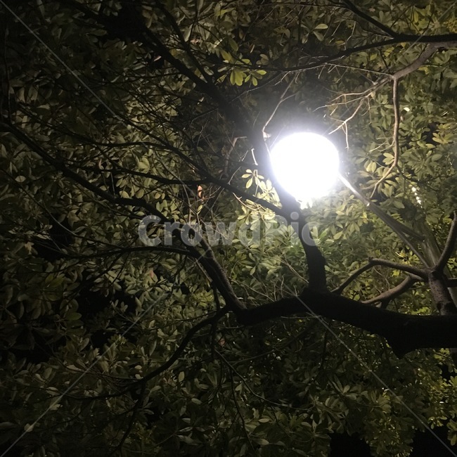 밤,야경,가로등,나무,나뭇잎,빛,불빛,야경,밤,풍경,nightscape,night,landscape,식물,자연,plants,nature,나무,trees,wood,flare,플레어,light,sunlight,햇빛