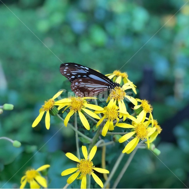 나비,꽃,자연,butterfly,flower,곤충,벌레,insect,bug