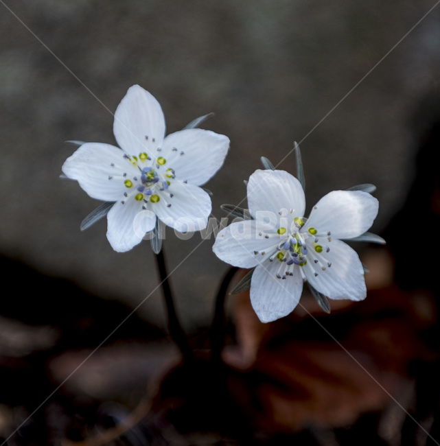 변산바람꽃,바람꽃,야생화,자연,식물,계곡,봄,접사,포커싱,꽃,식물,자연,plants,nature,꽃,flower