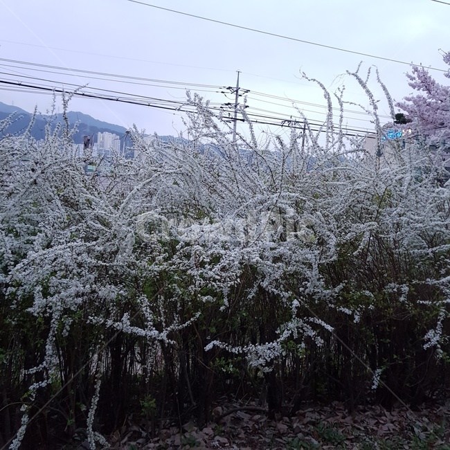 꽃,흰색,봄,공원,흰색뮬리,식물,자연,plants,nature,꽃,flower