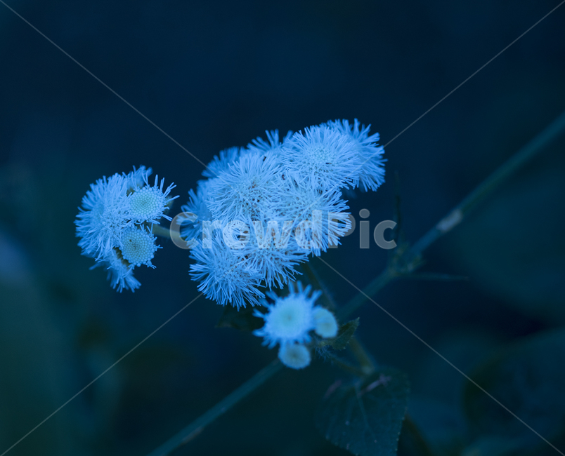 작은꽃,꽃,여름,정원,귀여운꽃