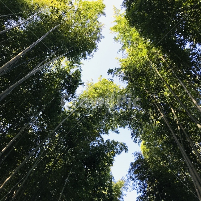 대나무,대나무숲,하늘,숲,숲속,여름,계절,summer,season,자연,풍경,nature,landscape,plant,식물