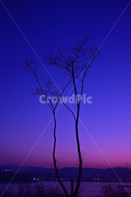 여명,겨울,호수,나무,감성,풍경,식물,자연,plants,nature,나무,trees,wood