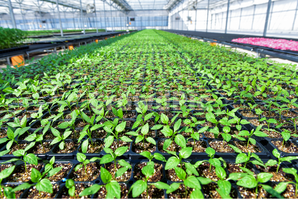 온실,greenhouse,모종,묘종,육묘장,성장,대목,growing,새싹,고추대목,seed,seeds,건강,green,초록,식물,자연,plants,nature,봄,농사,파종,씨앗,종자,식물,자연,plants,nature,농업,농사,agriculture,farming,farming industry