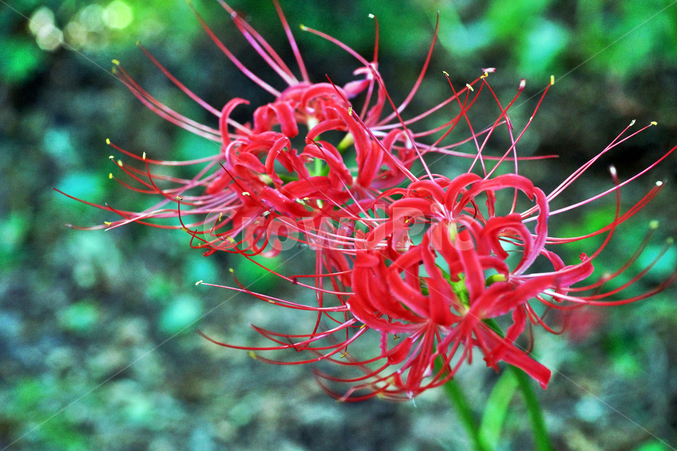 꽃무릇,상사화류,석산,독무릇,산오독,산두초,redspiderlily,가을,빨간꽃,식물,화단용,꽃꽂이용,식물,자연,plants,nature,꽃,flower