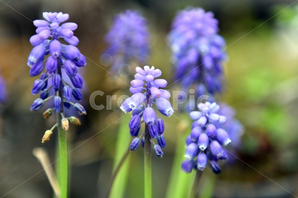 식물,꽃,감성사진,자연,flower,꽃사진,봄,봄꽃,계절,감성,4월,spring,힐링,자연풍경,풍경,봄,계절,spring,season,식물,자연,plants,nature,꽃,flower,plant,blossom