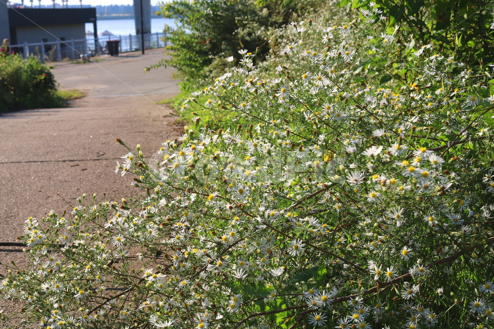 white flower,Hangang Park,nature,hairless,mugwort,small flower,flower,wildflowers,Chrysanthemum,American mugwort,plant,Asteraceae,walking path,wild flowers,park