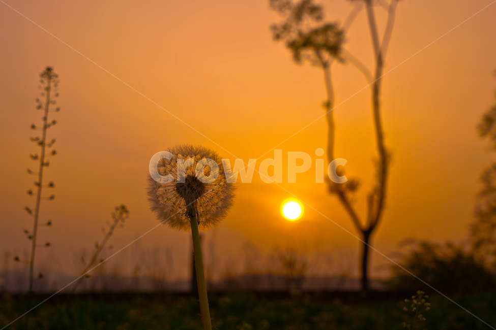 봄,뽐꽃,꽃,계절,식물,감성,자연,야생화,들꽃,식물,자연,plants,nature,꽃,flower