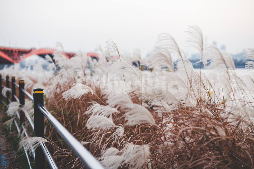 성산대교,억새,가을,한강,감성사진,seongsanbridge,fall,autumn,hanriver,silvergrass,sensitivephoto,가을,계절,fall,autumn,season,grass,잔디,plant,식물,lawn,reed,갈대