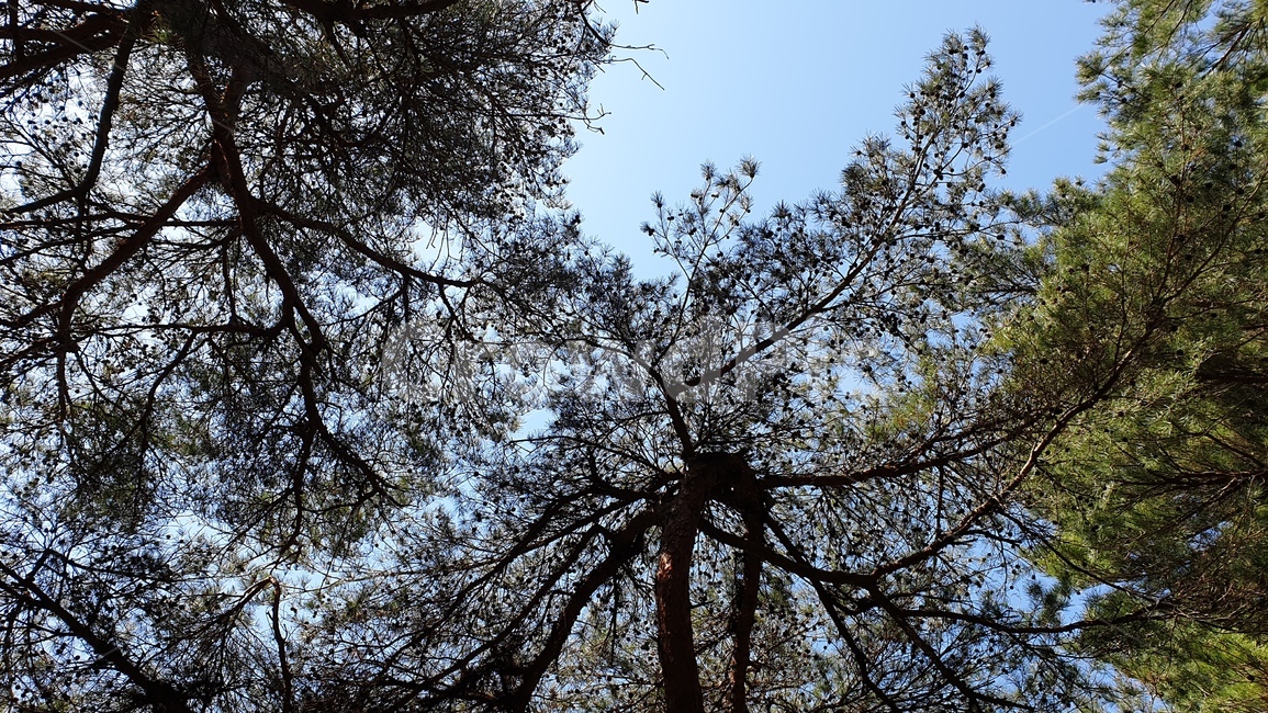 안면도,자연휴양림,소나무,숲,파노라마,풍경,자연,풍경,nature,landscape,나무,trees,wood,tree,plant,식물