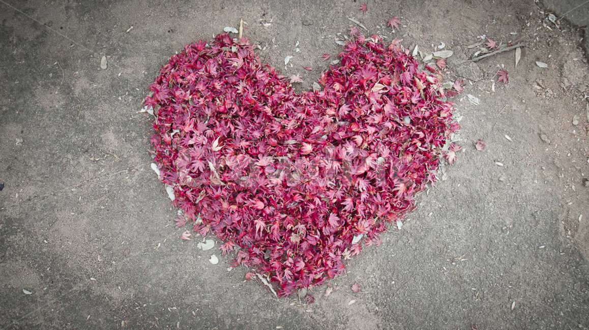 나뭇잎,하트,따뜻한,heart,flower,plant,식물,fall,maple,가을,계절,fall,autumn,season