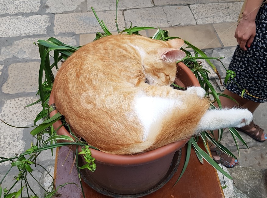 동물,귀여움,동그랗게,고양이,수면,자는,화분