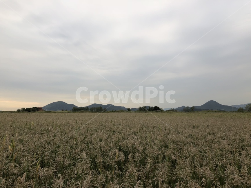 잔디,자연,nature,가을,갈대,순천만,갈대밭