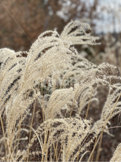 갈대,가을,자연,grass,식물