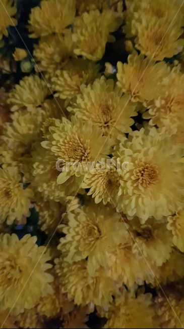 plant,식물,꽃,자연,국화