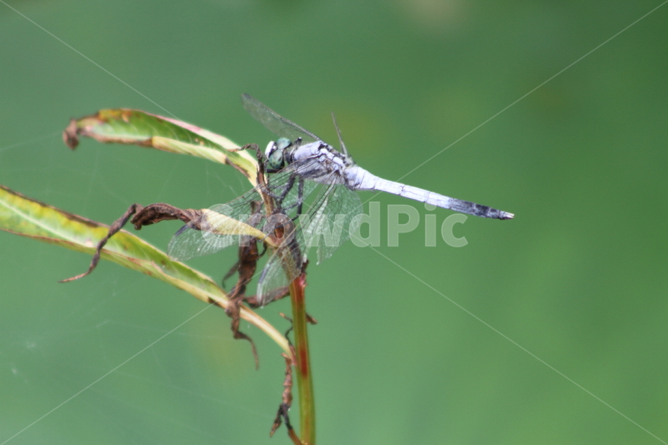 잠자리,밀잠자리,곤충,동물,dragonfly,동물,animal,곤충,벌레,insect,bug