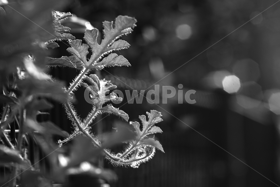 식물,수박,넝쿨,줄기,담장,철망,식물,자연,plants,nature,흑백,모노톤,monochrome,black and white