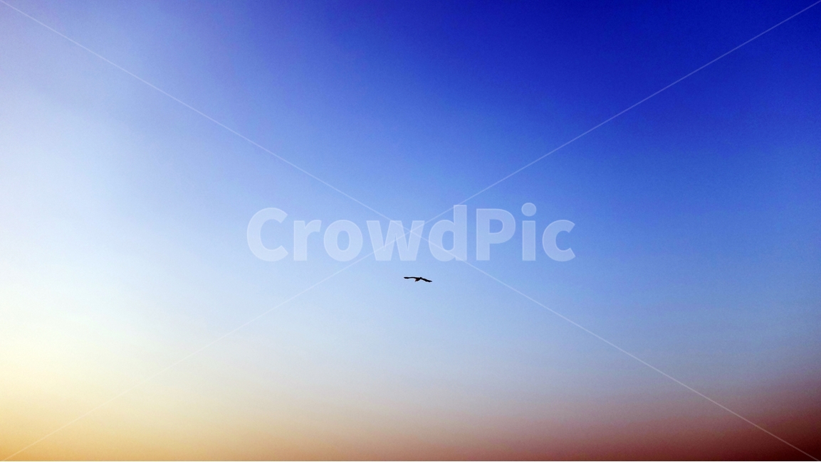 하늘,새,sky,bird,자연,자연,풍경,nature,landscape,동물,animal,조류,새,birds,adventure,모험,leisure activities,레저 활동,outdoors,옥외,flying,나는
