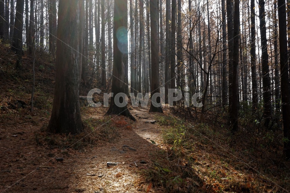 메타세콰이어,숲,산행,초겨울,자연,나무,nature,forest,earlywinter,metasequoia,식물,자연,plants,nature,나무,trees,wood
