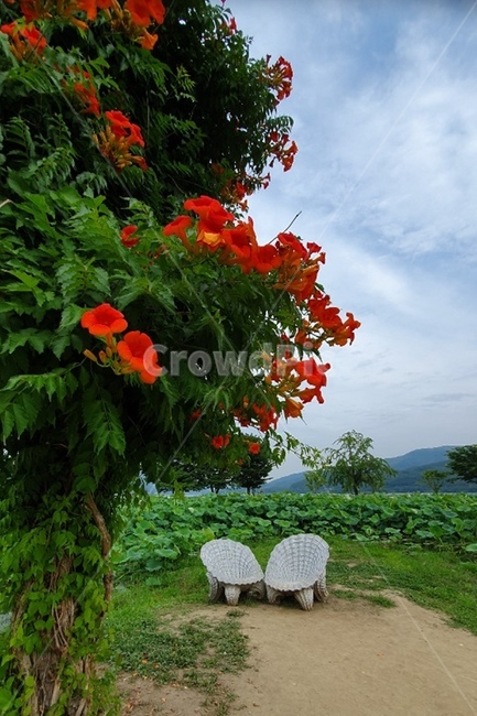 자연,여름,풍경,양평,두물머리,nature,summer