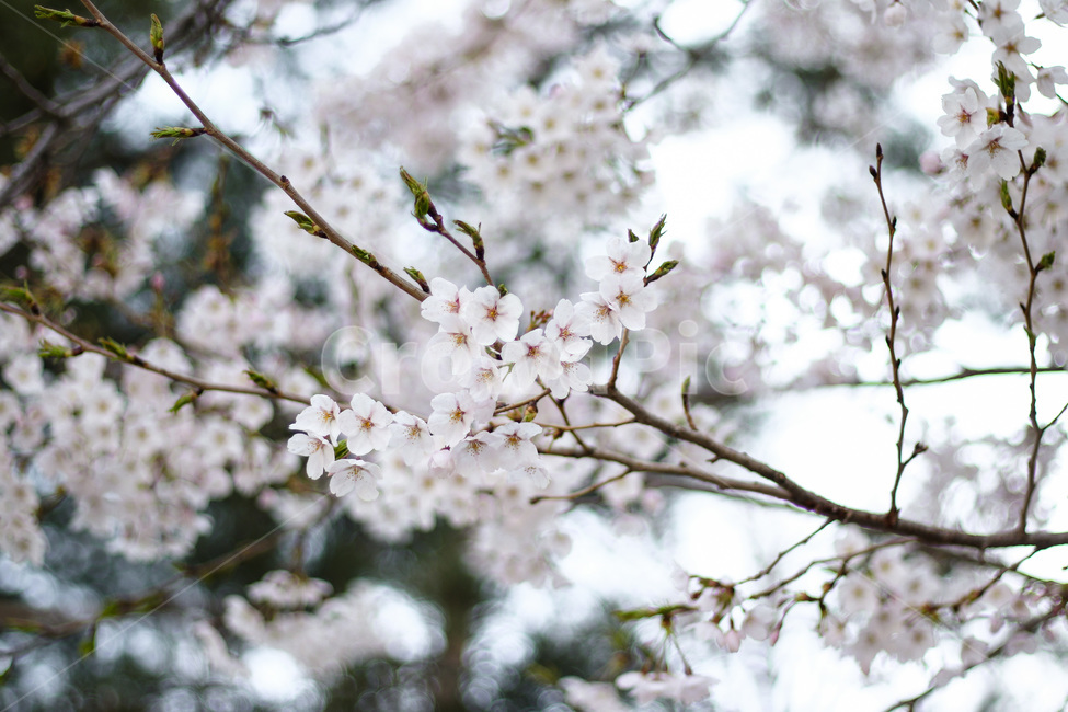 봄,봄날,봄꽃,꽃,벚꽃,식물,아름다운,계절,백색,화이트,flower,season,spring,cherryblossom,white
