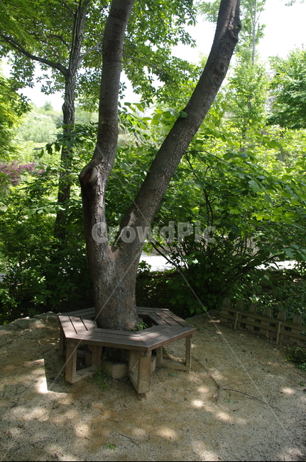 초록,나무,잎,flower,식물,plant,계절,봄,spring,의자,자연,풍경,nature,landscape,tree,bench,벤치,tree trunk,나무 줄기
