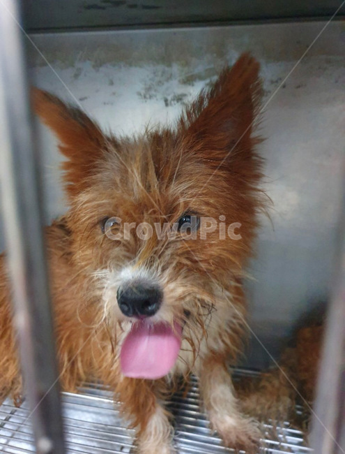 강아지,유기견,유기동물,반려동물,개,동물,animal,포유류,mammal,개,강아지,dog,doggy