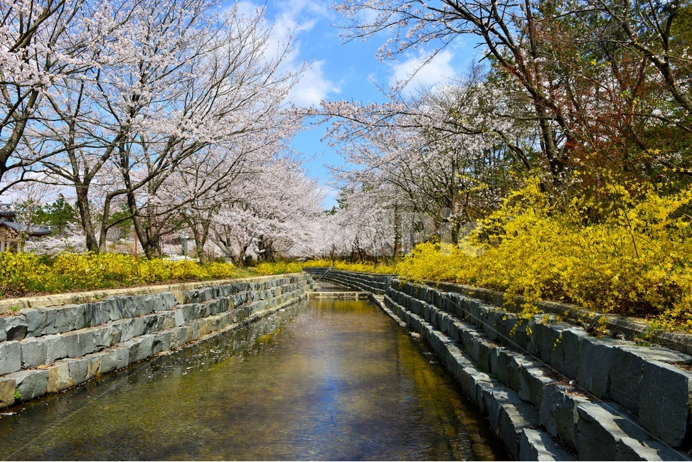 영암,왕인박사유적지,유적지,개나리,반영,봄,계절,벚꽃,꽃,구름,하늘,nature,자연,outdoors,옥외,plant,식물,water,물,ditch,도랑,자연,풍경,nature,landscape