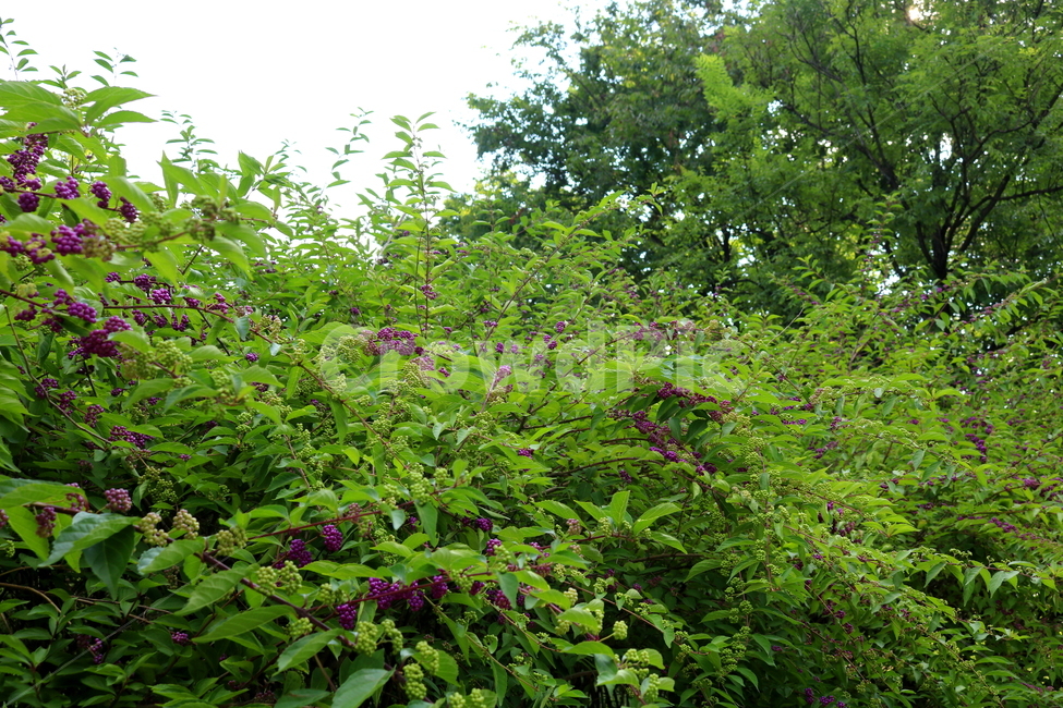 나무,식물,좀작살나무,열매,자연,좀작살나무열매,식물,자연,plants,nature,과일,열매,fruit