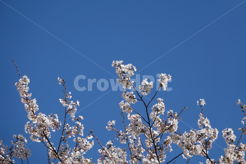 blossom,flower,plant,꽃,식물,꽃,flower
