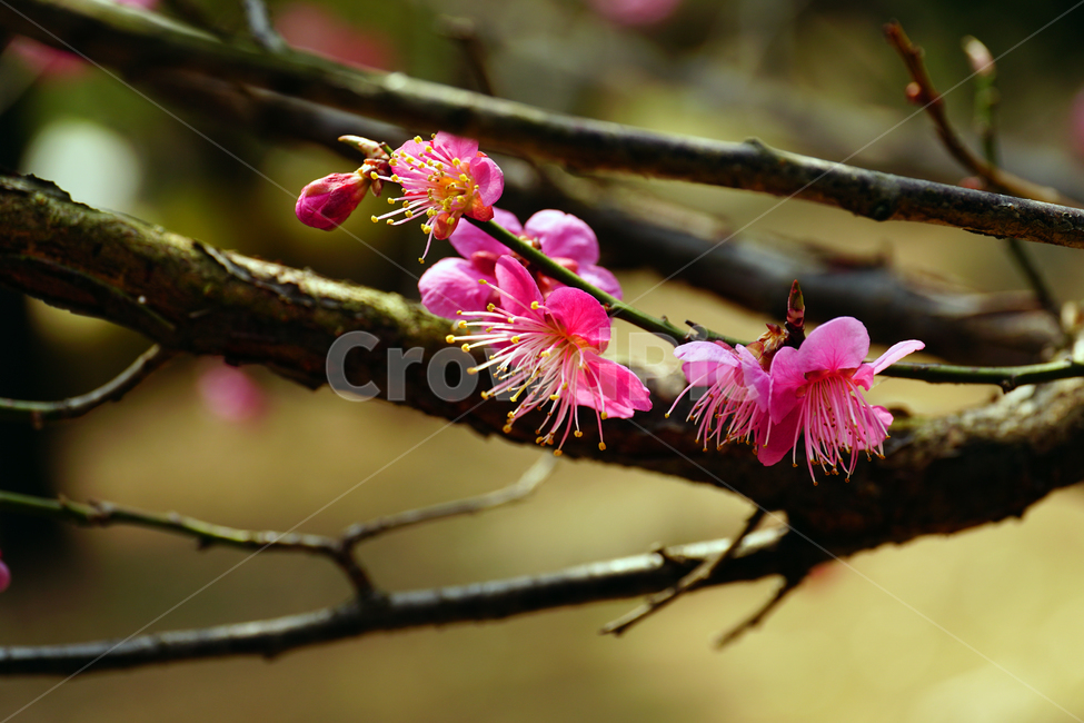 홍매화,한국자연,꽃,꽃사진,플라워,flower,봄,봄꽃,spring,식물,plants,자연,nature,풍경,landscape,계절,season,snap,스냅,접사,macro,closeup,클로즈업,감성사진,감성,힐링,healing,느낌,feel,feeling,꽃밭,화단,나무,나뭇가지,tree,꽃봉오리,4월,April,봄,계절,spring,season,식물,자연,plants,nature,꽃,flower,plant